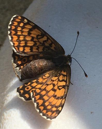 Melitaea cinxia